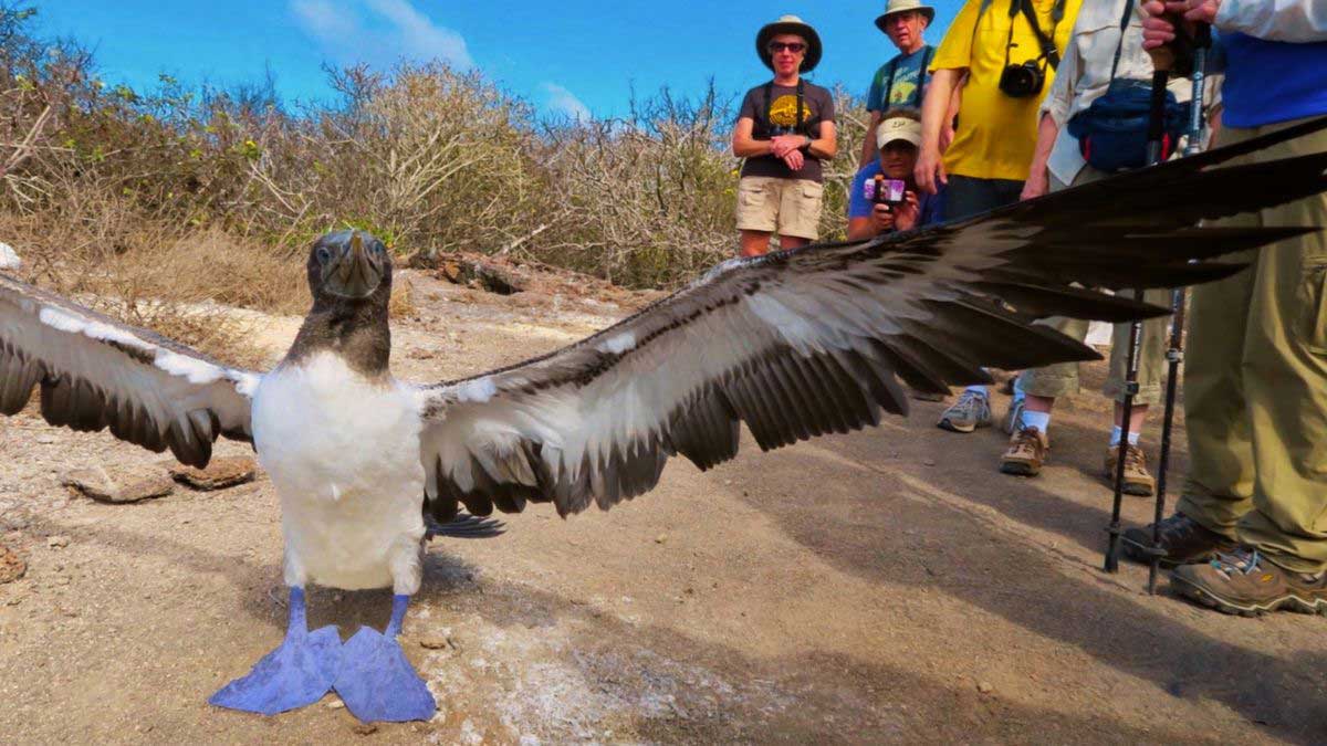 Assurance voyage pour croisière aux îles Galapagos