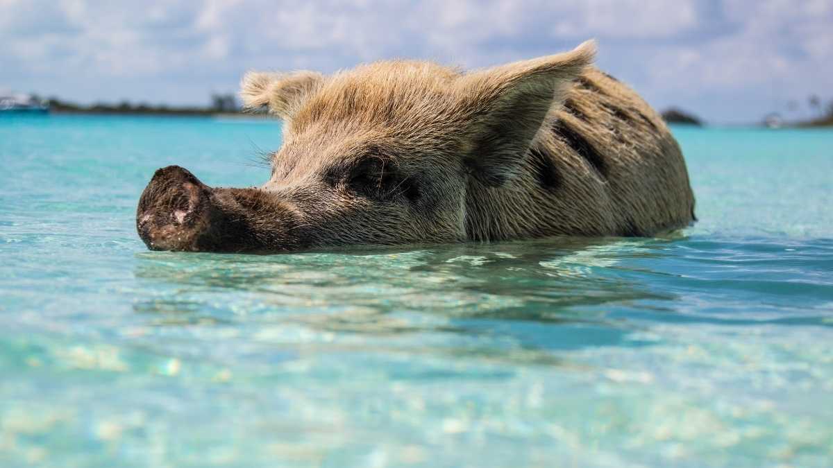 Trip insurance for the Bahamas