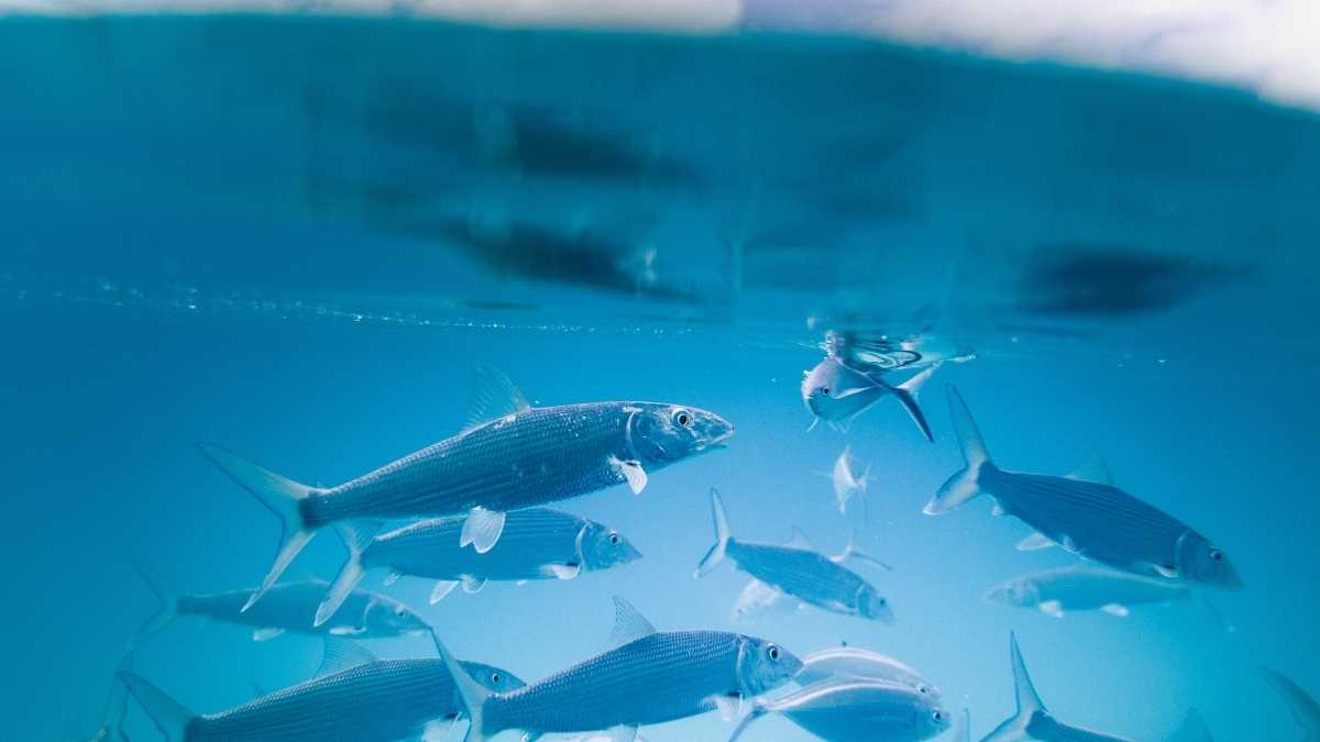 Assurance voyage pour Les îles Abaco