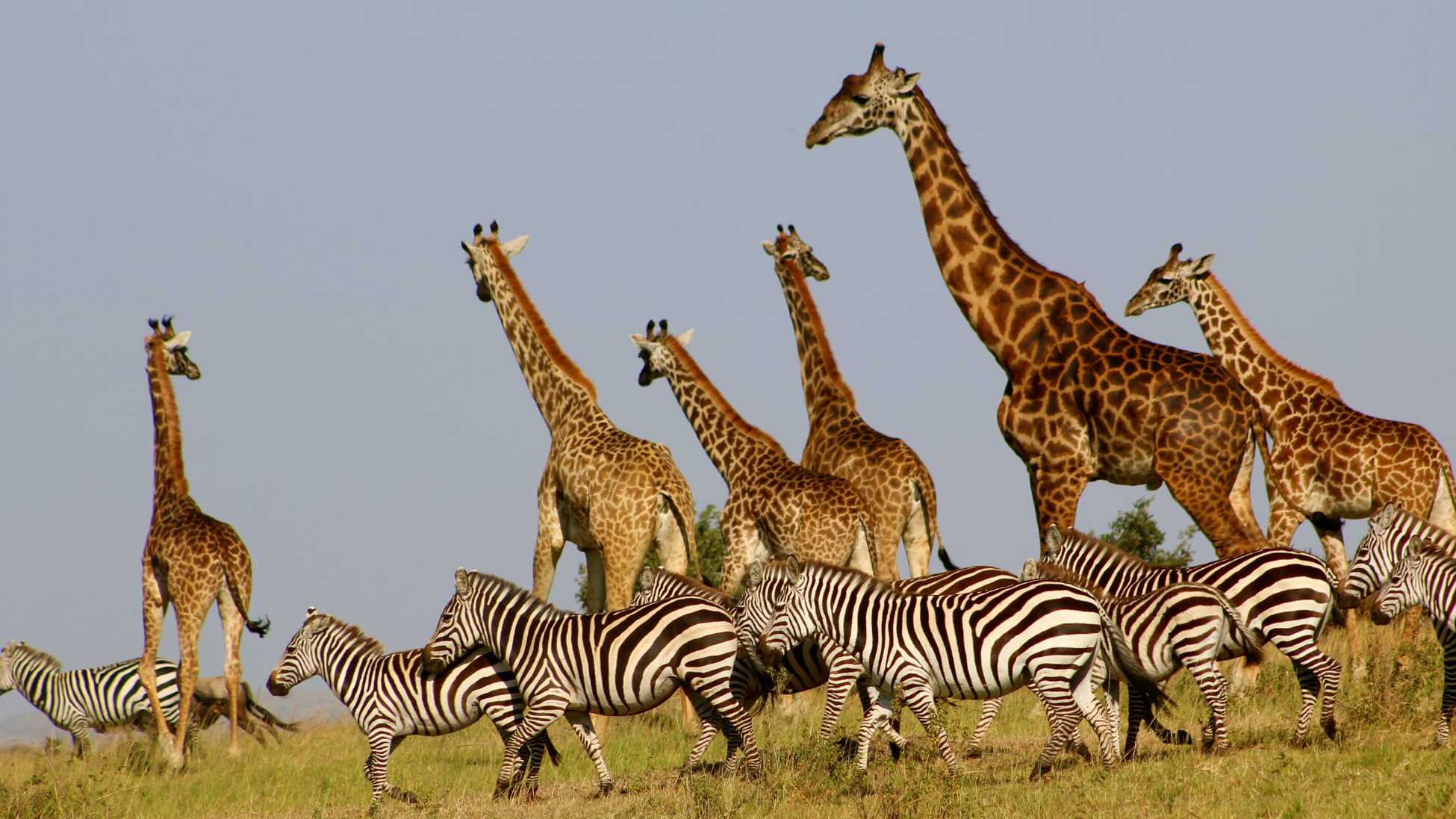 Assurance de voyage pour l'Afrique